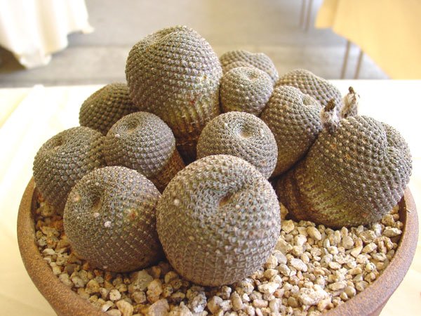 Echinopsis _famatimensis